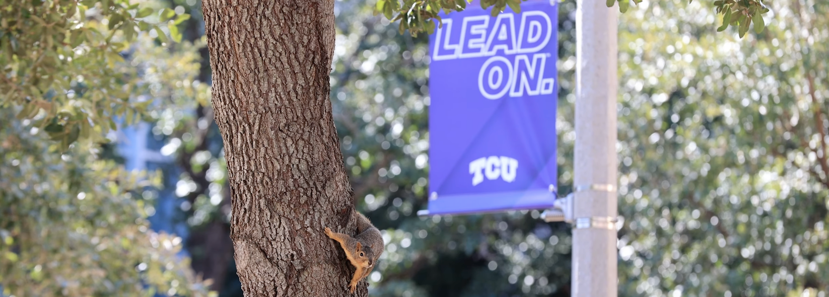 Squirrel on a tree on TCU campus